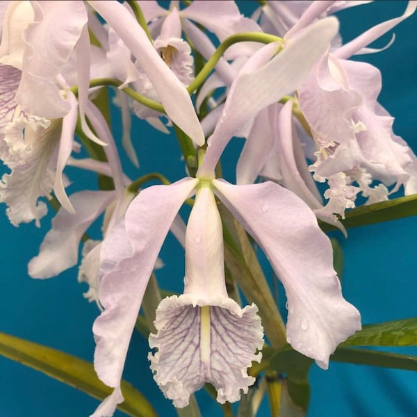 Cattleya maxima coerulea x violacea coerulea Fragrant Orchid White 4” Pot Fresh Repot