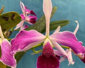 Cattleya purpurata Flamea X Myrmechophila albopurpurea Orchid Seedling BS 4” Pot
