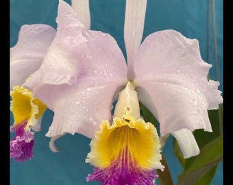 Cattleya mendelii ‘Valeria Maria’ X Rago de Luna Fragrant Orchid Species 2.5” pot