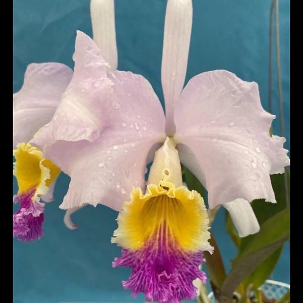 Cattleya mendelii ‘Valeria Maria’ X Rago de Luna Fragrant Orchid Species 2.5” pot