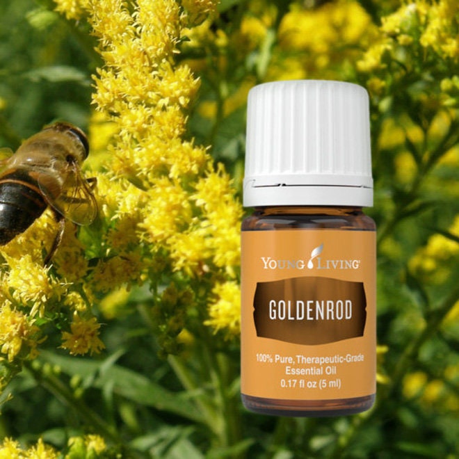Goldenrod Essential Oil by Young Living
