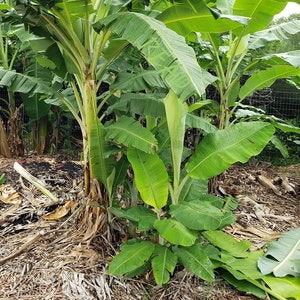 May include: A close-up of a banana plant with large green leaves. The plant is growing in a garden setting with brown mulch on the ground.