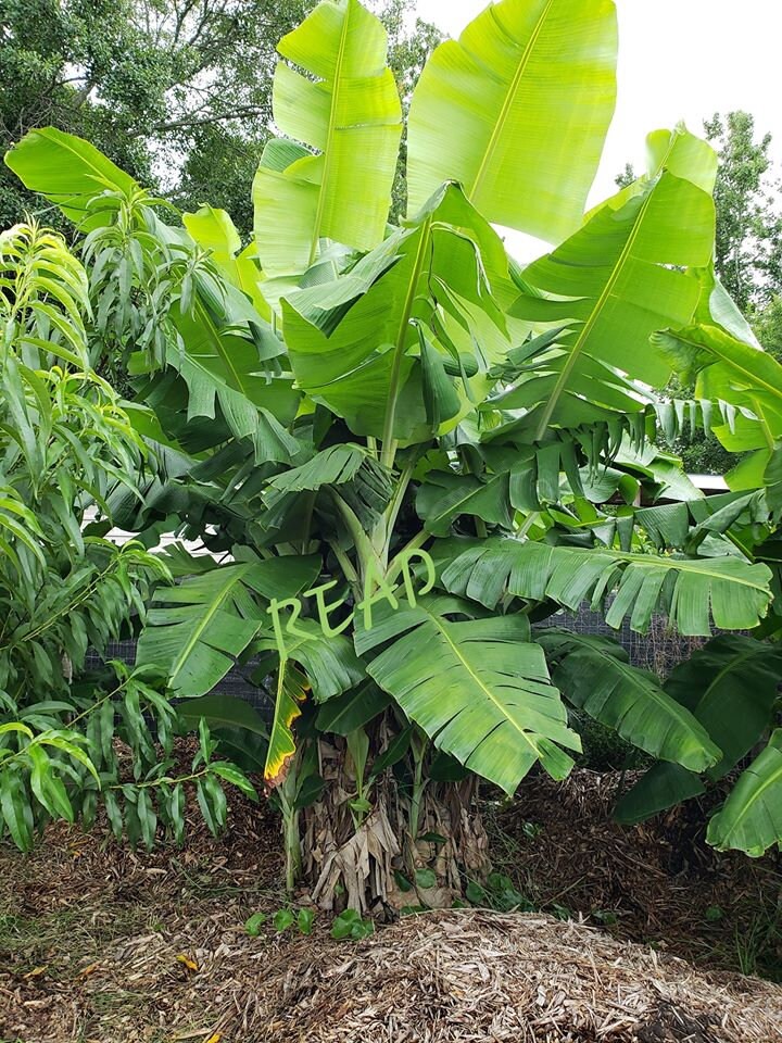Dwarf Brazilian Banana Pup