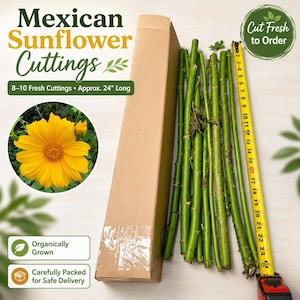 May include: A set of 8-10 green Mexican sunflower cuttings, approximately 24 inches long, next to a cardboard shipping box and a yellow measuring tape. A circular inset shows a bright yellow sunflower bloom with green leaves.
