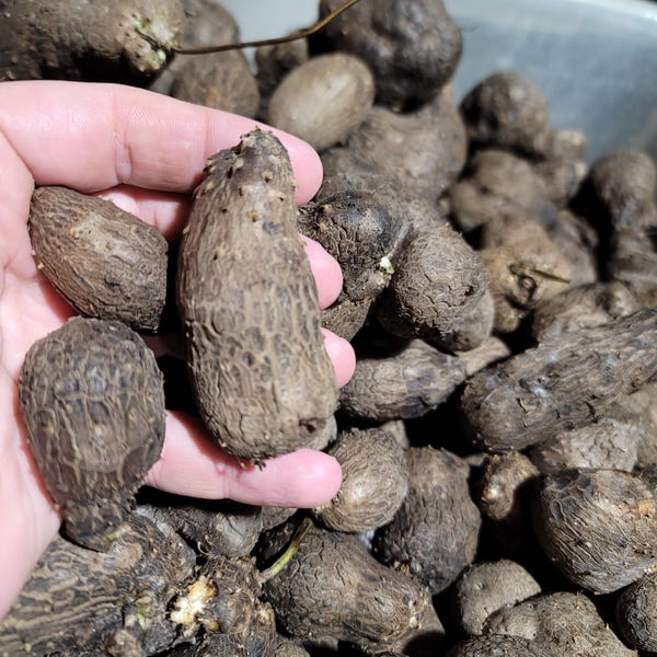 Bulbils d'igname vraie Dioscorea Alata [Récolte de décembre 2025] Limitée