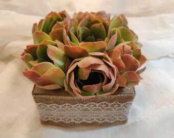 Live succulents box