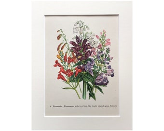 Flower study framed picture Synnotia bicolor Nature Wildlife Loudon Floral Synnotia variegata Sphaerospora imbricata Mrs