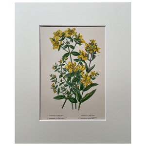 Johanniskraut, Blumen Druck, Original Druck, Antiker Druck, Anne Pratt 1899, Viktorianischer Druck, Mounted Botanical Artist, Original Lithographie
