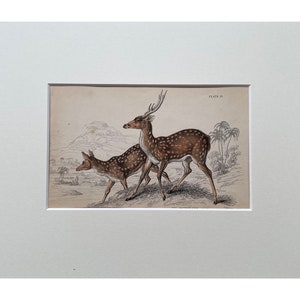 Antique Print, Deer, Old Print From 1839, Genuine Antique Original Lithograph, Mounted Print Ready To Frame , Mammal Print, Natural History