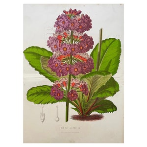 19th C Antique Print, Primula Japonica, Original Print, Antique Botanical Print, Flower Print, Old Print, Vintage Flower Print, Large Print