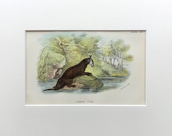 1896 Antique Print,Original Antique Print, Otter Print, Original Lithograph, Old Print From 1896, Mounted Print Ready To Frame