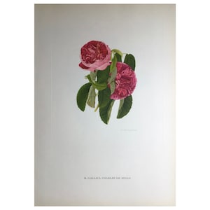 1955, Garden Roses Print, Charles Raymond, Large Print, 42x31cm, Old Print, Vintage Print, Antique Print, Wall Art, Flower Print, Botanical