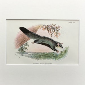 Antique Marsupial Print, The Squirrel  Flying -  Phalanger , Printed In 1896, Natural History Mammal Print, Original Lithograph, Old Print
