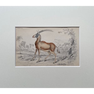 Antique Print, Deer, Old Print From 1839, Genuine Antique Original Lithograph, Mounted Print Ready To Frame , Mammal Print, Natural History