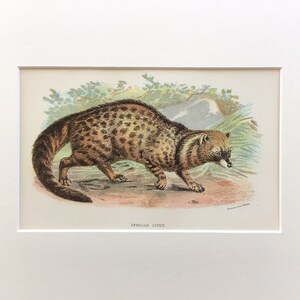 Antique Print, African Civet, 1896, Mounted Print Ready To Frame, Original Print, Lithograph, 120 Years Old, Mammal Print, 8x10”