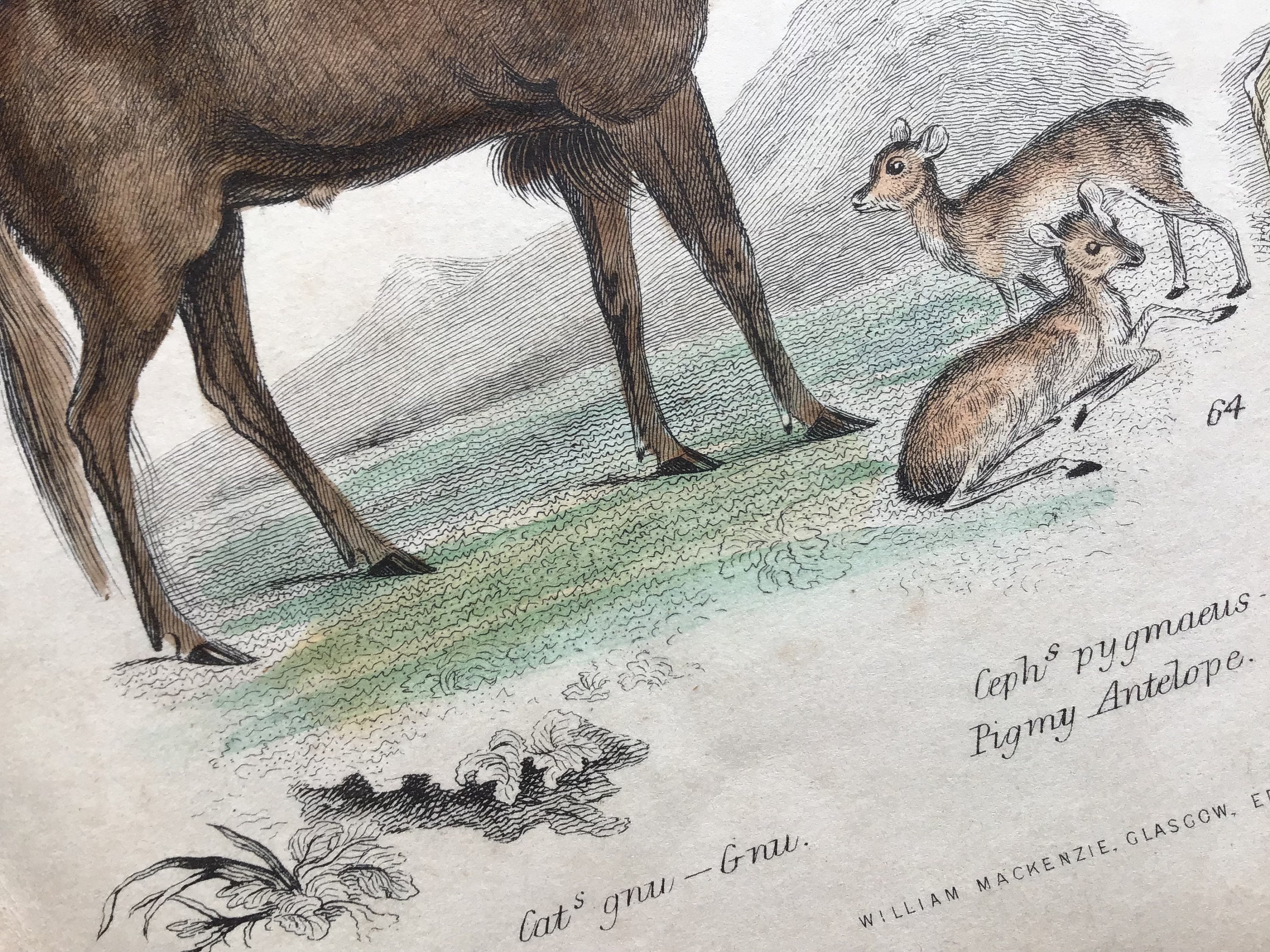 1803 Antique Print, 1803 Mammalia Skeleton Print Ibex, Gnu