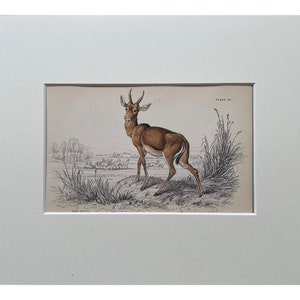 Antique Print, Deer, Old Print From 1839, Genuine Antique Original Lithograph, Mounted Print Ready To Frame , Mammal Print, Natural History