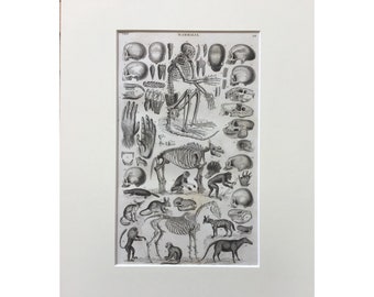 Pair of Antique 1906 Natural History Animals Mammals Book Print