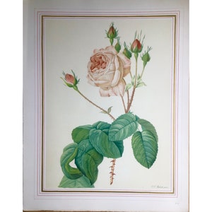 1951, French Rose Print, Large Print (41x32cm) Redoute, Paris, French Vintage , Old Print , Antique Print, Flower Print , Brocante, Vintage