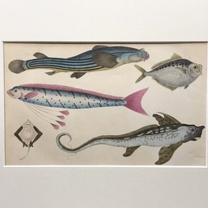 1854 Original Antique Lithograph, Fish, Original Print, Conchology, Decorative Art , Mounted , Wall Decor