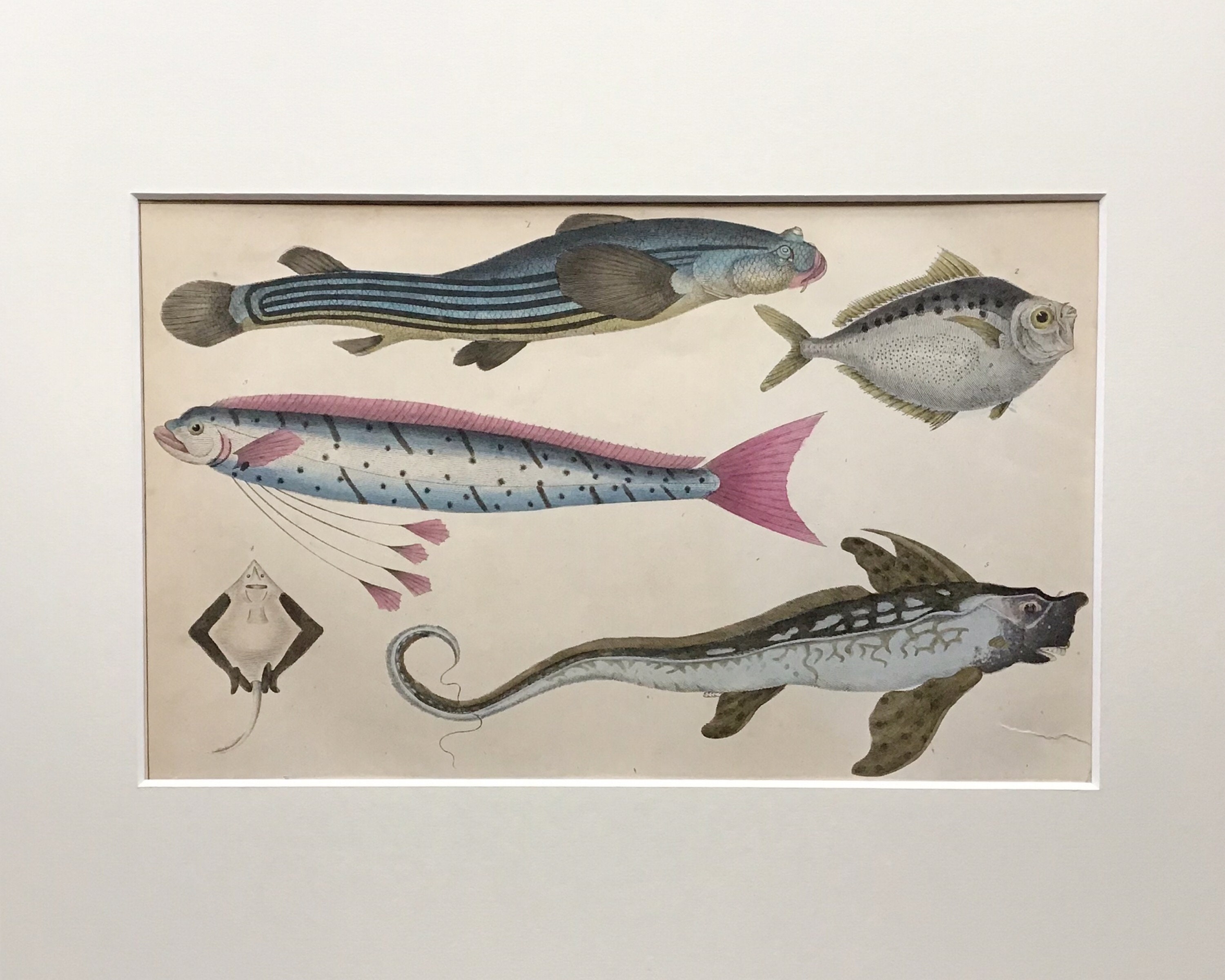 1854 Original Antique Lithograph, Fish, Original Print, Conchology