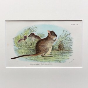 Antique Marsupial Print, Brush Tailed Rat Kangaroo , Original, Printed In 1896, Natural History Mammal Print, Original Lithograph, Old Print