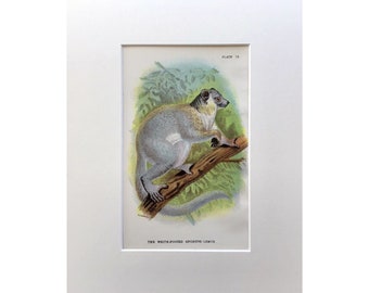 Antique Print, 1869, White Footed Sportive Lemur, Mounted Print, Monkey, Primate, Vintage Print, Old Original Print, Lithograph