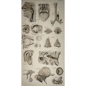 Antique Anatomy print , 19th C, Double Sided Print, Anatomical, Antique Print, Old Print, Large Antique Print , 43x22 cm, Medical Print,