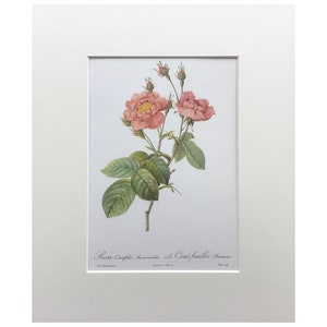 1963 Vintage Rose Print, Vintage French Rose Print, Mounted , Original Old Print, Flower Botanical Print, Rose Art, Floral Print