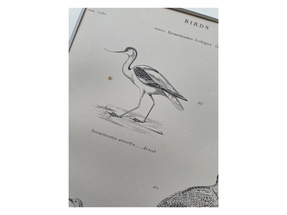 1860 年代アンティーク オリジナル プリント、鳥のプリント、シギ