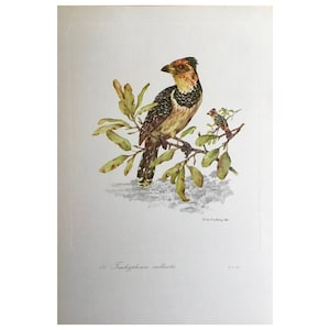 1959, Large Bird Print, (34x24 cm) Vintage Print, Large Print, Antique Print, Bird Picture, Bird Art, Old Print, Print, Rare Print, Wall Art