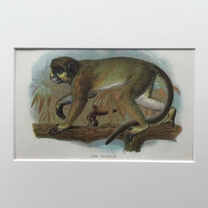 1894 Original Antique Print, The Talapoin, Old Print,  Original Lithograph, Monkey Print, Mounted Print, Primate Print