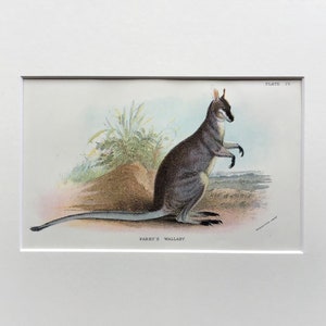 Antique Marsupial Print, Parry’s  Wallaby Original Printed In 1896, Natural History Mammal Print, Original Lithograph, Old Print,