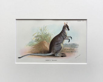 Antique Marsupial Print, Parry’s  Wallaby Original Printed In 1896, Natural History Mammal Print, Original Lithograph, Old Print,