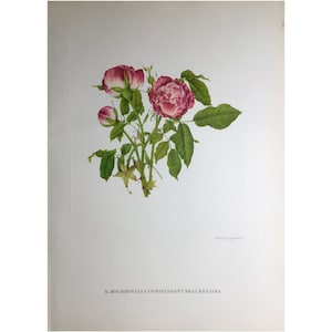 1955, Garden Roses Print, Charles Raymond, Large Print, 42x31cm, Old Print, Vintage Print, Antique Print, Wall Art, Flower Print, Botanical