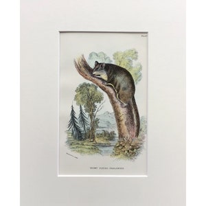 Antique Marsupial Print, The Pigmy Flying Phalanger , Printed In 1896, Natural History Mammal Print, Original Lithograph, Old Print