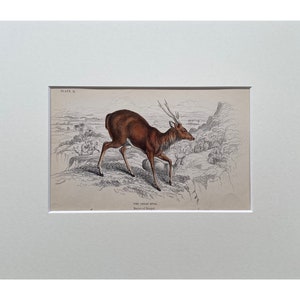 Antique Print, Deer, Old Print From 1839, Genuine Antique Original Lithograph, Mounted Print Ready To Frame , Mammal Print, Natural History