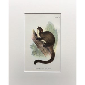 Antique Marsupial Print, The Tiguan Flying Phalanger,Original, Printed In 1896, Natural History Mammal Print, Original Lithograph, Old Print