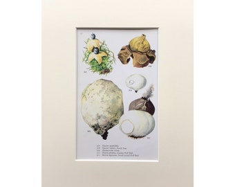 Vintage Fungi Print, 1960, Puff Balls, Mounted Print Ready To Frame, Mycology, Botanical Print, Mushroom Print