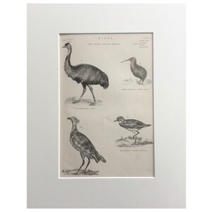 1860 Antique Original Print, Bird Print, Emu, 1860 Lithograph Mounted Print, Monochrome Wall Art , 200 Years Old , Vintage Print