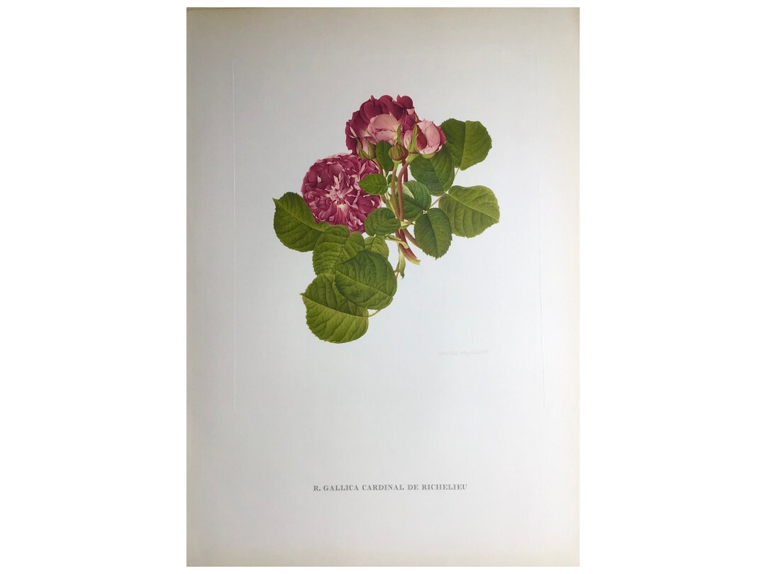 1955, Garden Roses Print, Charles Raymond, Large Print, 42x31cm, Old Print, Vintage Print