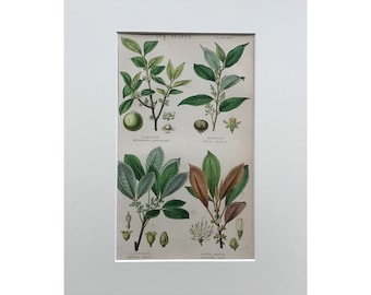 Antique Print 1866, Botanical Print, Gum Plants, Original Antique Print ,  Engraving On Steel, Hand Coloured, Vintage Print , Antique Art,