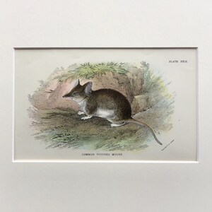 Antique Marsupial Print, The Common Pouched Mouse,  Printed In 1896, Natural History Mammal Print, Original Lithograph, Old Print
