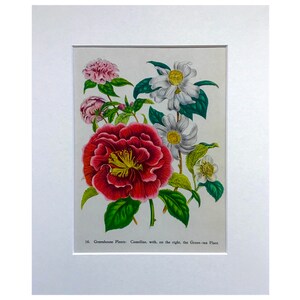 1948 Jane Loudon ( writer of The Mummy ) ,Flower Print 1948 , Anitique Print, Old Vintage Print ,Camellias Mounted Super Pretty