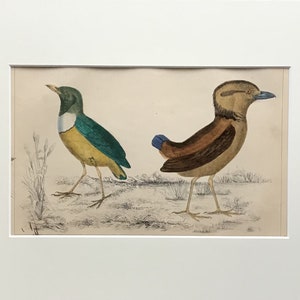 1854 Original Antique Lithograph, Birds, The Breve, Original Print, Decorative Art , Mounted , Wall Decor, Antique Print, Hand Coloured