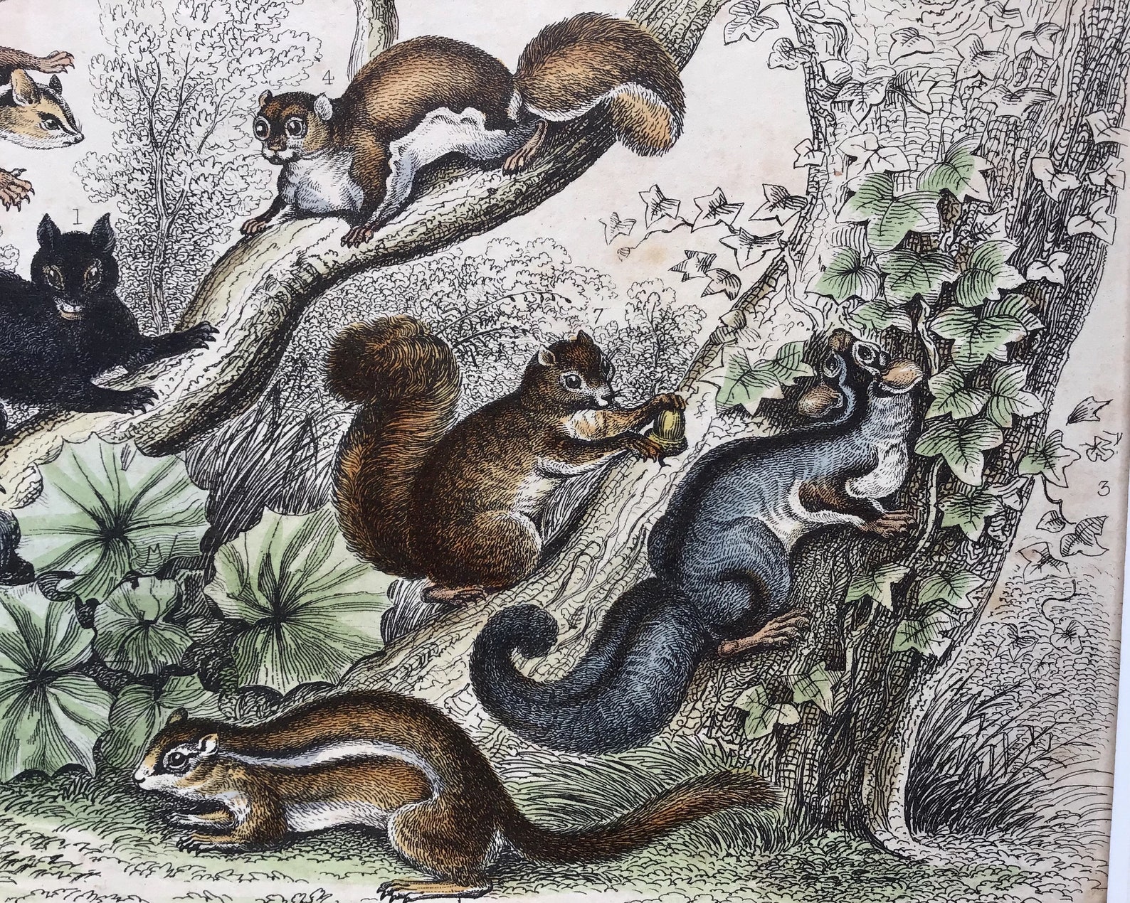 1864 Antique Squirrel Print Printed in 1864 Natural History Etsy