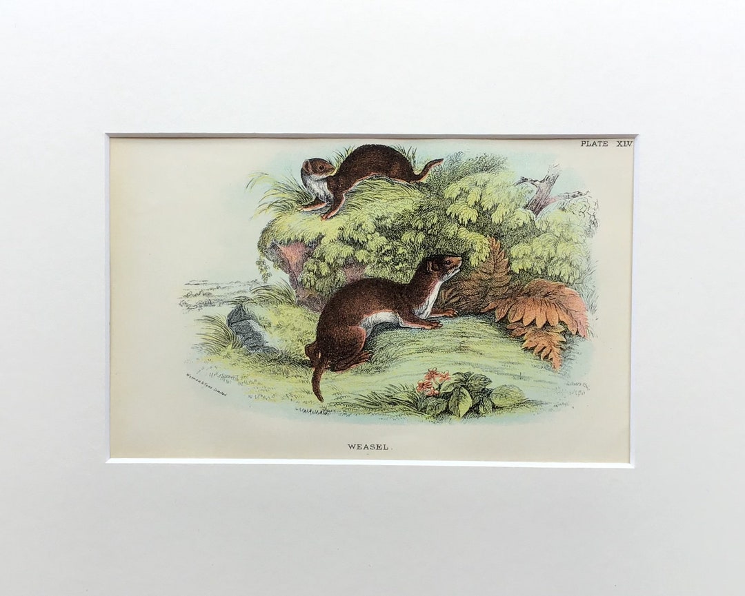 Antique Weasel Print, Old Print From 1896, Original Lithograph, Mounted ...
