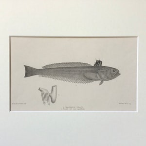 1884 Original Print, Fish Print, Ichthyology, Antique Print, Antique Fish Print, Original Antique Print, Bathroom Decor, Old Print, Fish