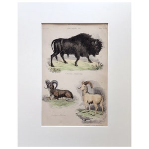1803 Antique Print 1803 Mammal Print Bison And Sheep Original Old Lithograph Print Over 200 Years Old Mounted And Ready To Frame