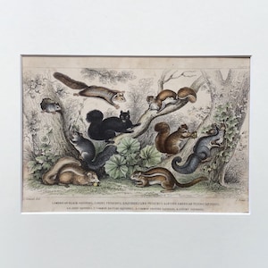 1864 Antique Squirrel Print, Printed In 1864, Natural History Mammal Print, Original Lithograph, Old Print